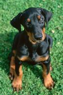 Dobermann
